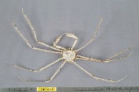 藏品(多槳扁蛛蟹)的圖片